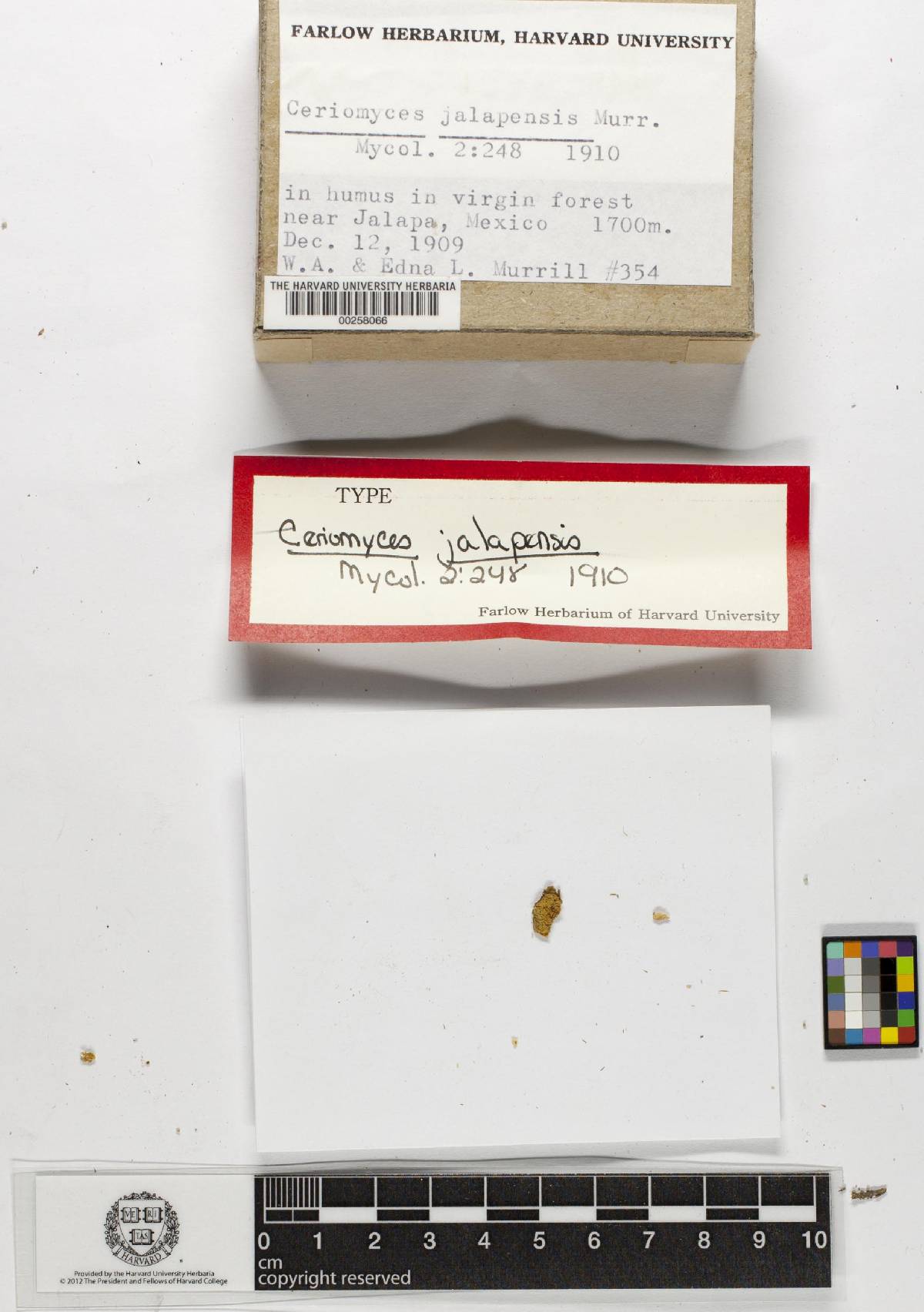 Ceriomyces jalapensis image