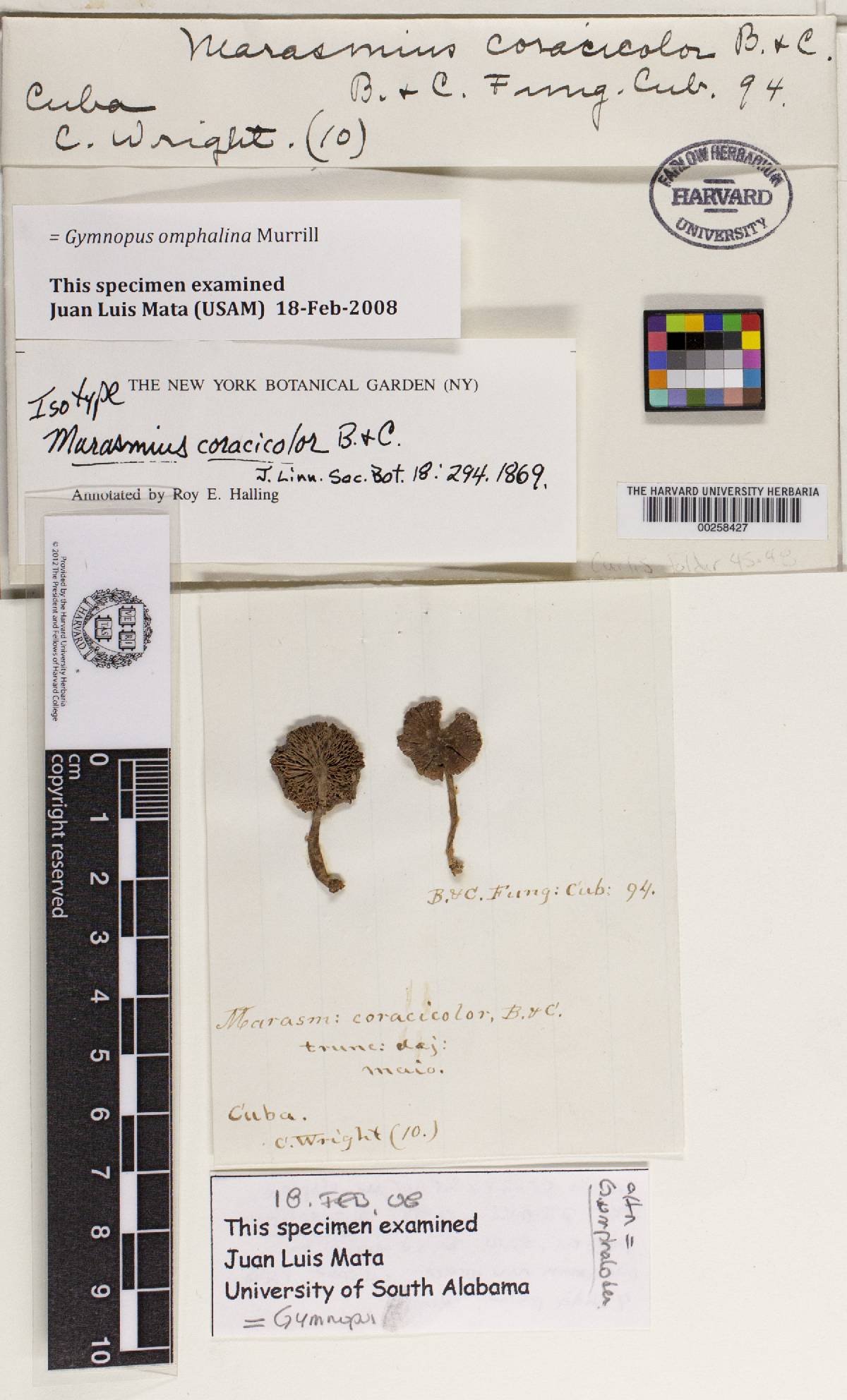 Marasmius coracicolor image