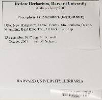 Phaeophyscia rubropulchra image