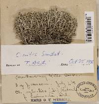 Cladonia mitis image