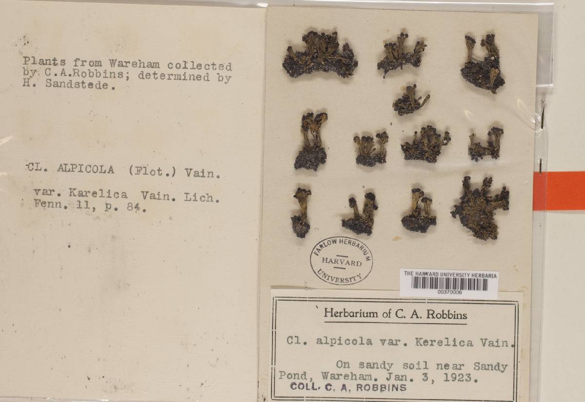 Cladonia macrophylla image