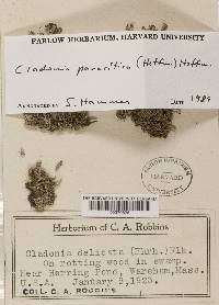 Cladonia parasitica image