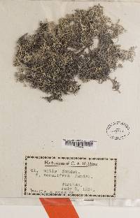 Cladonia mitis image