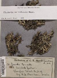 Cladonia multiformis image