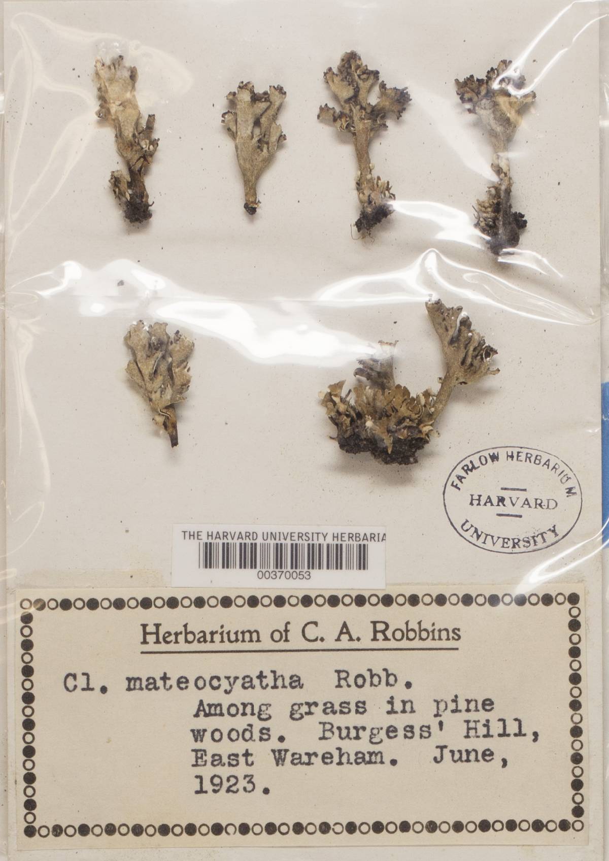 Cladonia mateocyatha image