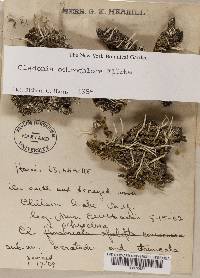 Cladonia ochrochlora image