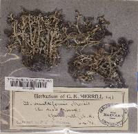 Cladonia multiformis image