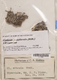 Cladonia peziziformis image