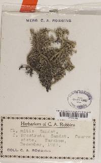 Cladonia mitis image