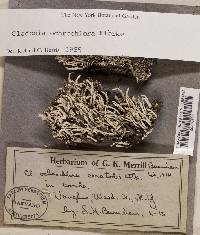 Cladonia ochrochlora image