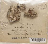 Cladonia peziziformis image