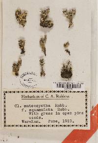 Cladonia mateocyatha image