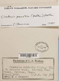 Cladonia parasitica image
