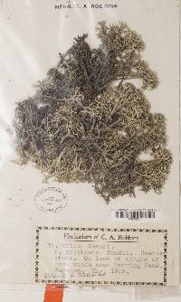 Cladonia mitis image