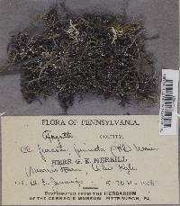 Cladonia furcata image