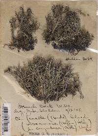 Cladonia furcata image