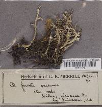 Cladonia furcata var. racemosa image
