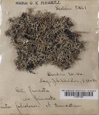 Cladonia furcata image