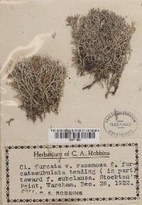 Cladonia furcata f. furcatosubulata image