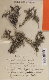 Cladonia furcata image