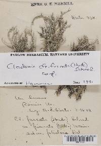 Cladonia furcata image