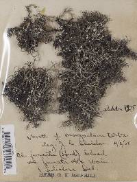 Cladonia furcata f. foliolosa image