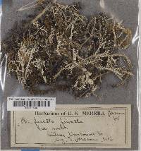 Cladonia furcata ssp. furcata image