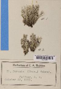 Cladonia furcata image