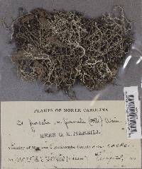 Cladonia furcata image