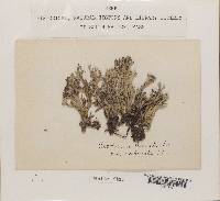 Cladonia furcata f. furcatosubulata image