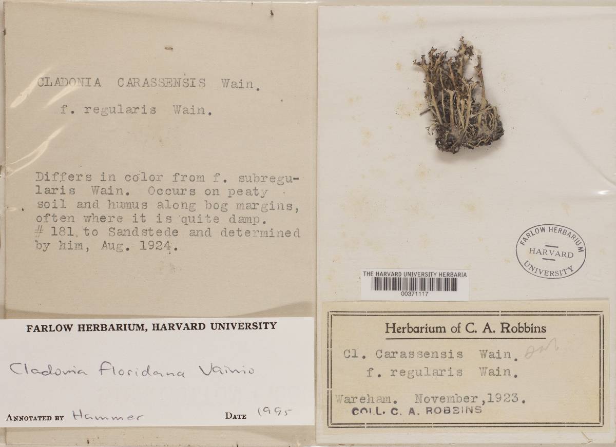 Cladonia floridana image