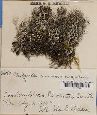 Cladonia furcata image