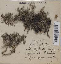 Cladonia furcata f. fissa image