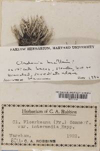 Cladonia floerkeana image