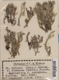 Cladonia furcata image