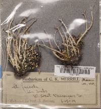 Cladonia furcata image