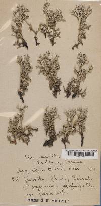 Cladonia furcata f. fissa image