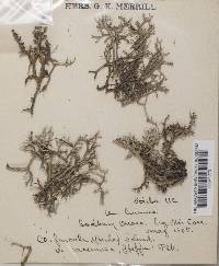 Cladonia furcata var. racemosa image