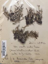Cladonia furcata image