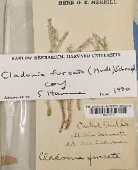 Cladonia furcata image