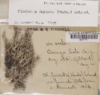 Cladonia furcata f. truncata image