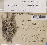 Cladonia furcata image