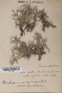 Cladonia furcata var. racemosa image