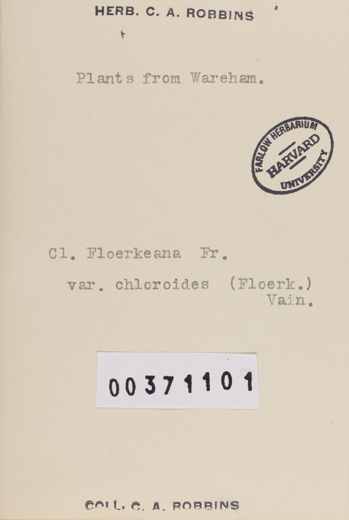 Cladonia floerkeana var. chloroides image