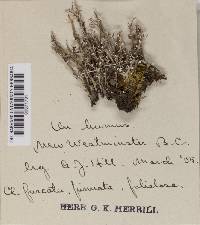 Cladonia furcata f. foliolosa image