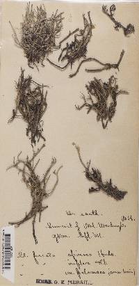 Cladonia furcata image