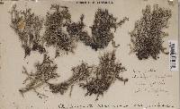 Cladonia furcata image