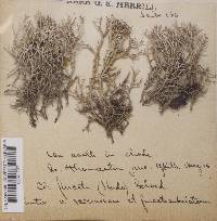 Cladonia furcata image