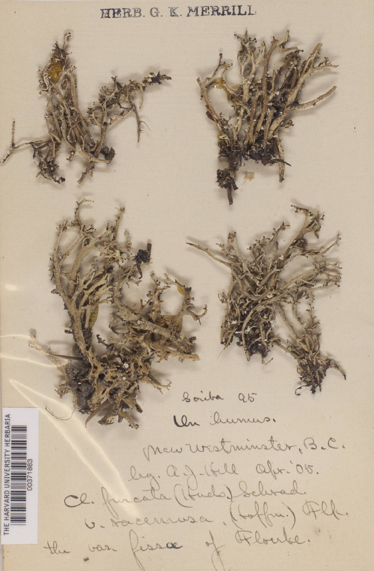 Cladonia furcata f. fissa image