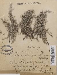 Cladonia furcata image